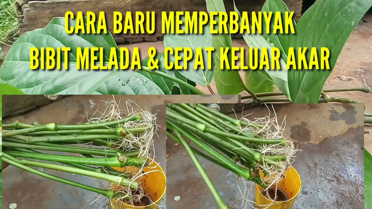 Cara baru memperbanyak melada & cepat tumbuh akar @KopiLekleng