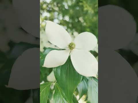 Video: Dogwood Tree Food - Wann und wie man Hartriegel düngt