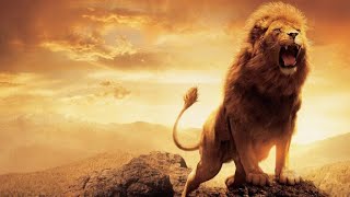 Roar & Roll: The Majestic Mane Event 🦁🎥 #lion #animals #nature