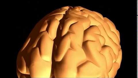 Probing Brain Circuitry by fMRI Analysis