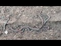 Earthworms
