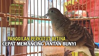 Perkutut Betina memanggil jantan Suara bersahutan perkutut lokal gacor , Ampuh untuk PANCINGAN
