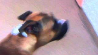 Meet Atikus A Terrier Staffordshire Bull Currently Available For Adoption At Petango 1027201