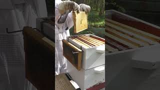 How Fast Can Bees Fill a Hive with Honey?