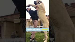 The Top 5 Biggest Dog Breeds In The World!