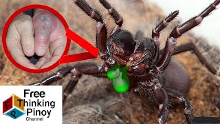 MOST VENOMOUS & LARGEST SPIDERS IN THE WORLD