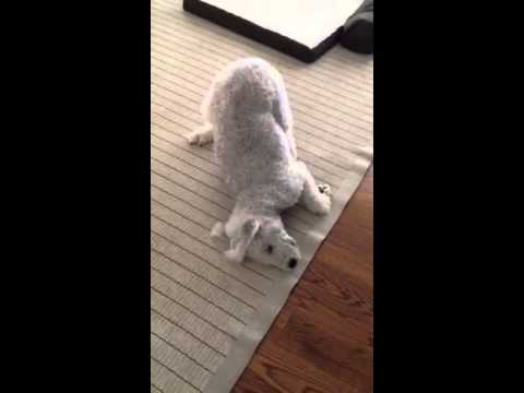 Cute Pup Rubs Face On Carpet After Eating Youtube Cute Pup Rubs Face On Carpet After Eating Youtube