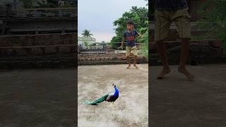 The Open Pea Catching