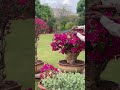 A beautiful ￼￼ Bougainvillea bonsai , being pruned to maintain its shape. #bouganvillea #flower