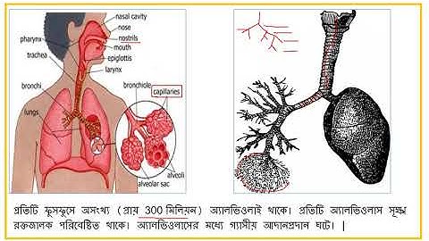 মানবদেহের প্রধান অঙ্গসমূহ | part 3 | class 9 biology | জীবন সংগঠনের স্তর |