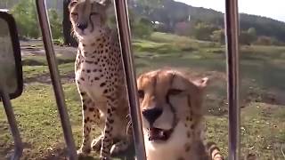 Bir Çita Nasıl Ses Çıkarır? | Çita'nın Sesi