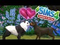 PandaKärlek 🐼💖 | Sims 4 Hundar & Katter