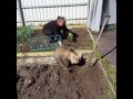 Little bear with green thumb helps woman garden