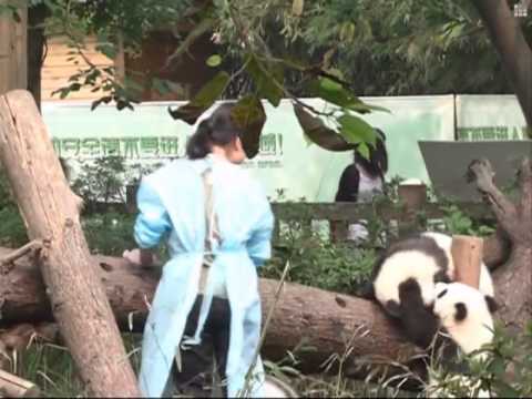Video: China Entwickelt Solarparks, Die Wie Pandas Geformt Sind