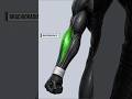 Why Your Forearms Look Tiny (Fix This FAST) ✅
