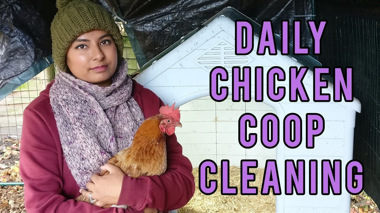 Daily chicken coop cleaning