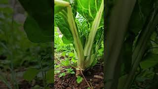 The more you pick, the more you get #RuralLifeDocumentary #CreatorCenter #satisfying