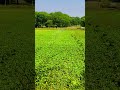 #trending #viralshort #viralshort #farmingsimulator #lpve