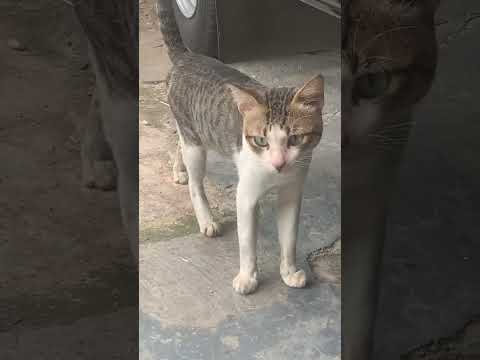 kucing lucu