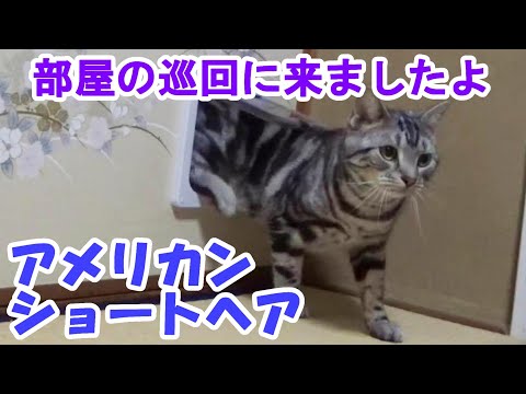 お部屋巡回ルーティン (アメリカンショートヘア)