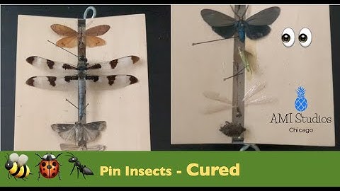 Bugs in the Backyard 🐞 Bug Box is Ready 🕷 Insect Collecting Bug 🐜 Part 4 | AMI Studios Chicago