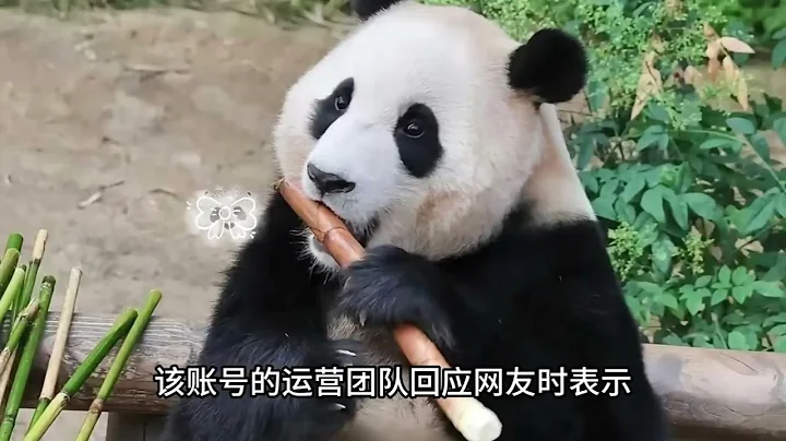 韓國福寶粉絲維權，希望福寶重返韓國、熊貓中心一一給出回應，福寶目前狀態良好生活規律，請粉絲們放心#大熊貓福寶 #大熊貓 #panda #福寶和爺爺 - 天天要聞