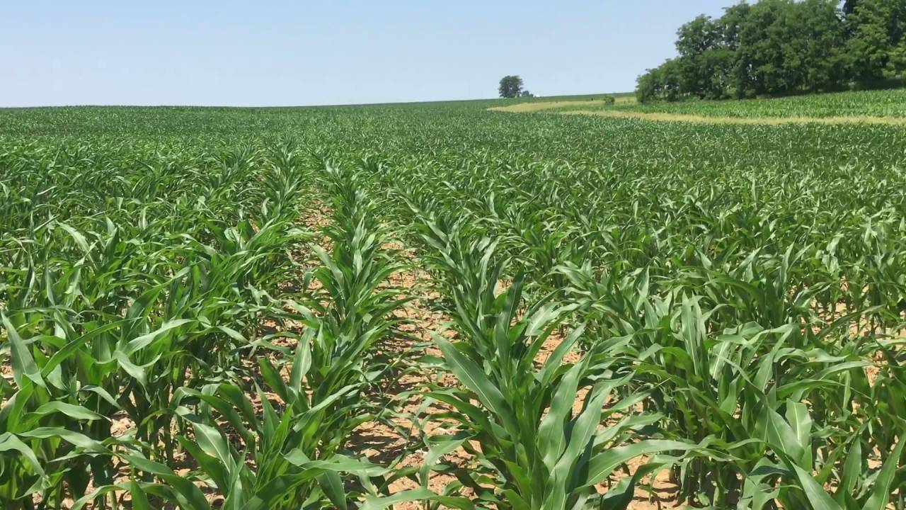 sulfur deficiency in corn