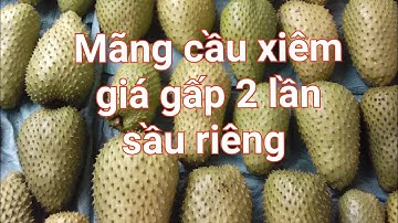 Mãng cầu xiêm nông trường Sông hậu cần Thơ, giá khủng