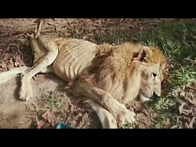 Top 10 Prey Animals That Left The Lion To Starve To Death - Last Moments of a Lion - Blondi Foks class=