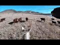 Six Wild Unbranded Bulls and Two Tall Steers