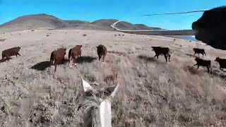 Six Wild Unbranded Bulls and Two Tall Steers