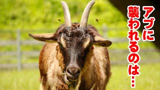 アブが群がるヤギの特徴　2021年7月18日 Goat Farm