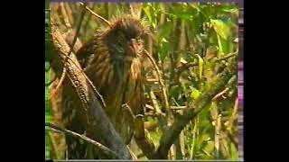 Birdoj de Ukrainiaj marĉejoj