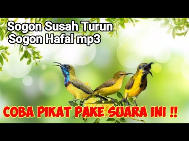 Suara Pikat Sogon Terancam Kombinasi Sogon Betina Memanggil Jantan class=