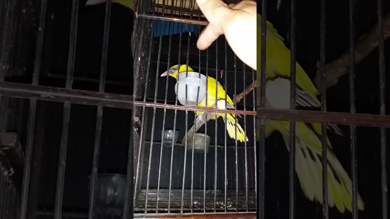 Cara melatih burung kepodang emas biar nyaut 