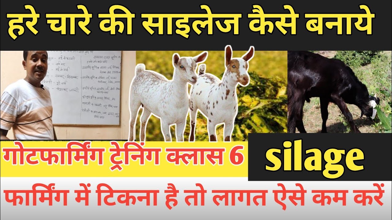 Hare Chare Ki Silage Kaise Banaye |Bakriyo Ki Feed Cost kam Kaise Kare |Vimalumrao