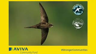 Dorset Swift Community Project by birdsofpooleharbour 260 views 6 months ago 1 minute, 8 seconds