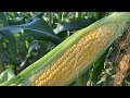 2022 トウモロコシ通販　まずはゴールドラッシュからよろしくお願いします！！SAKURAI FARM
