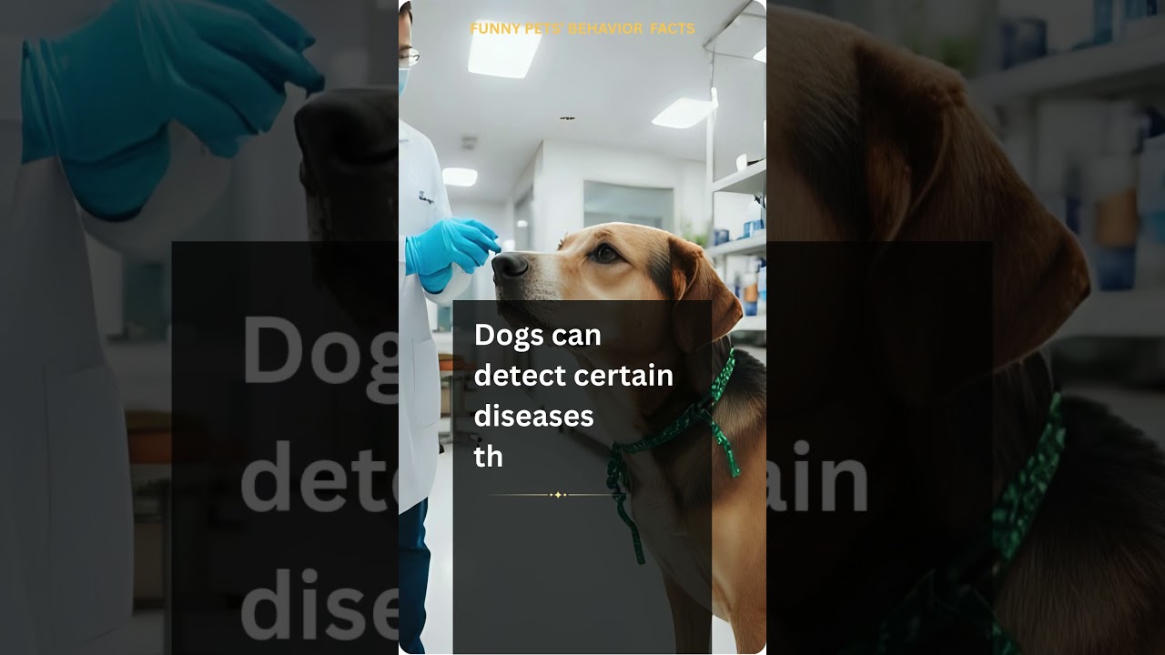 Dogs Can Detect Diseases! 🐕 Their Noses Are Medical Miracles!