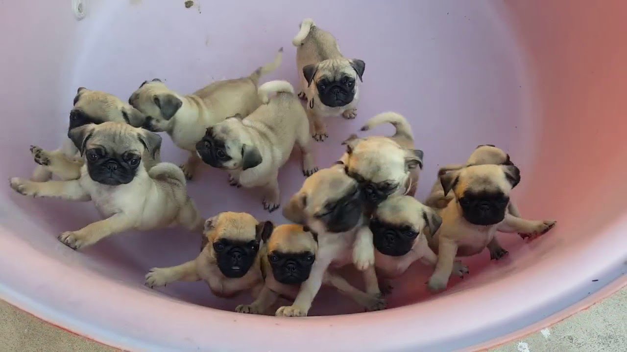 Bucket O' Pugs || ViralHog - YouTube