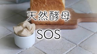 【天然酵母のSOS】様子が変な時の対処法8個【ルヴァン・元種】