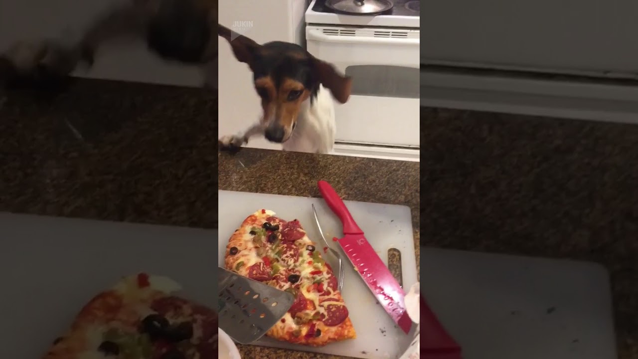 Dog wants pizza YouTube