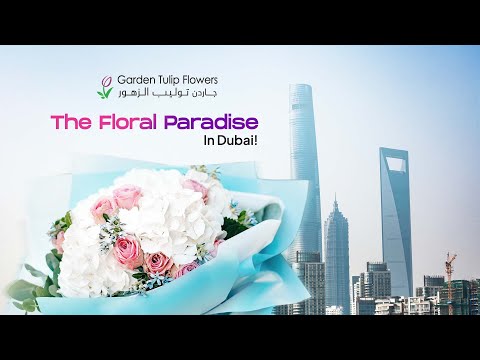 Experience the Mesmerizing Beauty of Garden Tulip Flowers – Dubai’s Floral Wonderland!