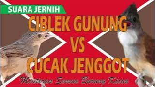 Ciblek Gunung VS Cucak Jenggot (Masteran Semua Jenis Burung Kicau,Murai Batu,Kacer poci,Cucak Ijo