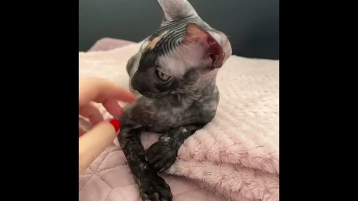 Video 3009301: cornish rex baby