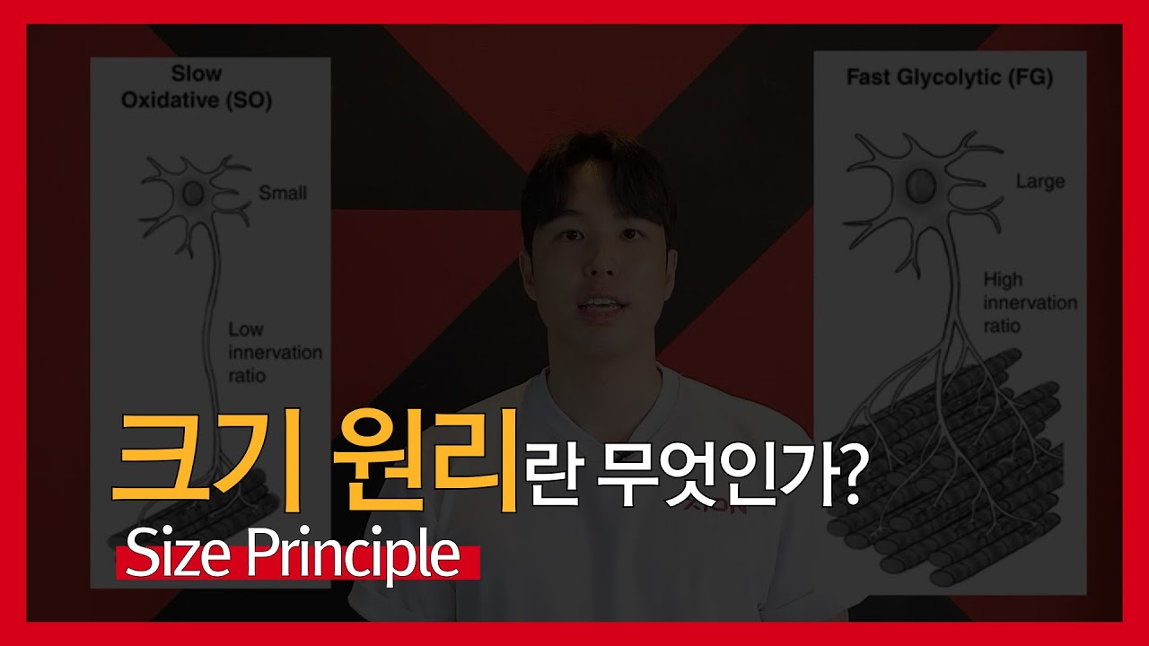 [퍼포먼스 트레이닝] 크기 원리(Size Principle)란 무엇인가? - YouTube