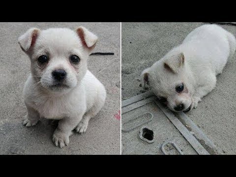 Wideo: Jak Pies Wybiera Swojego Właściciela