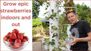 how to grow epic strawberries on a  tower garden