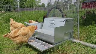 Grandpa's Feeders In Action