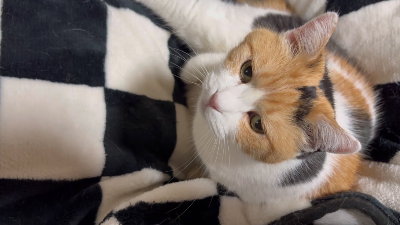 三毛猫】自分が納得するまで毛づくろいするミケ（2025年12月30日